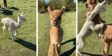 El tierno momento en el que una alpaca bebé “abraza” a su madre [VIDEO]