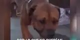 Perro llora desconsoladamente al darse cuenta que fue abandonado por su familia [VIDEO]