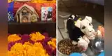 Joven realiza una ofrenda a su mascota por el Día de los Muertos  y conmueve a miles [VIDEO]