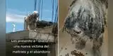 Perrita que sufrió maltrato animal logra ser rescatada y así luce ahora [VIDEO]