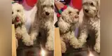 Perros protagonizan singular 'pelea' durante cumpleaños y generan la risa de miles [VIDEO]