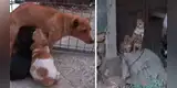 Perrita conmueve al recorrer varias casas en busca de comida para alimentar a sus cachorros [VIDEO]