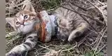 Gatito es abandonado en medio de un terreno con un tubo atascado en el cuerpo [VIDEO]