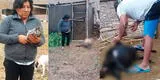 El chupacabras: el extraño caso de la muerte de 500 animales en Cañete [FOTOS]