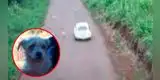 Perrita es abandonada en la carretera y corre detrás de su dueña para evitar que la deje [VIDEO]