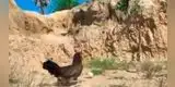 Gallina se enfrentó a un águila que intentó atacar a sus crías [VIDEO]