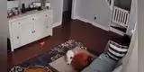 Perro cuida a su ‘hermano’ enfermo y enternece las redes sociales [VIDEO]
