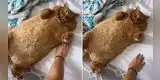 Gatito 'gordo' conquista TikTok con su curiosa apariencia [VIDEO]