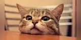 Mascotas: Cómo evitar los problemas renales que padecen los gatos