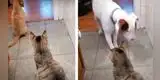 Perro llama a su ‘hermano mayor’ para que lo defienda de un molestoso gato [VIDEO]