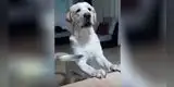 Perro tiene simpática reacción cuando su dueña intenta darle su medicina [VIDEO]