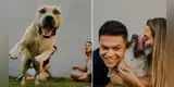 Perro interrumpe sesión de fotos de sus dueños y resultado hace reír a miles [VIDEO]