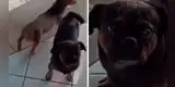 El perro con los “ojos más tristes” conmueve a todos en TikTok [VIDEO]