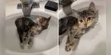Gatito rescatado disfruta de su primer baño y tierna escena se vuelve viral [VIDEO]