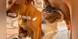 Perrita pitbull alimenta a un gato abandonado y emotiva escena conmueve a miles [VIDEO]