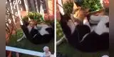 Joven descubre que su gato se escapaba para ir a visitar a su ‘amada’ [VIDEO]