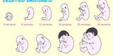 Aprende sobre la Reproducción Humana: Fecundación-Embarazo