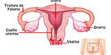 Reproducción humana: Aparato reproductor femenino
