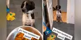 Perro obedece curiosa indicación de su dueña antes de comer y desata la risa de miles [VIDEO]