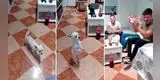 TikTok: perrito impresionó a sus dueños bailando flamenco y divertida escena se volvió viral [VIDEO]