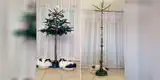 Arma tu árbol de Navidad y evita que tus mascotas lo destruyan antes de Nochebuena [FOTOS]