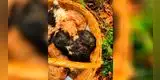 Joven escucha ruidos extraños en su casa y eran unos cachorros que lloraban para ser rescatados [VIDEO]