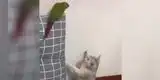 Gatito finge estar en otra cosa al ser descubierto cuando intentaba atacar al loro [VIDEO]
