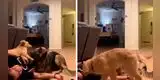Hombre finge desmayarse, pero sus mascotas tienen el plan perfecto para ‘despertarlo’ [VIDEO]