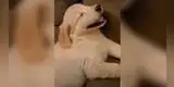 Adorable cachorro sonríe mientras duerme y cautiva a todos en YouTube [VIDEO]