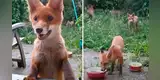Le da comida a una familia de zorros y ellos en agradecimiento lo visitan a diario en su casa [VIDEO]