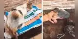 Joven rescata a una gatita embarazada y la vida le cambia por completo [VIDEO]