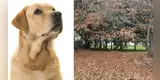El reto visual que casi nadie puede resolver: ¿Logras ver al perro en la imagen? [FOTOS]