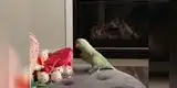 ¡El ave bailarín! Loro causa furor en las redes sociales por su curioso baile [VIDEO]
