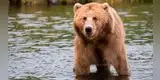 Hombre golpea en la “cara” a enorme oso para salvar la vida de su mascota