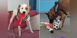Perritos sin hogar reciben regalos por Navidad y la reacción de ellos conmueve las redes [VIDEO]