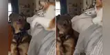 Joven muestra la curiosa pelea de su perro y gato cuando compartían un momento juntos [VIDEO]