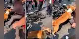 Perrito callejero se une a un grupo de vecinos para 'golpear' a ladrón [VIDEO]