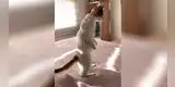 Gato causa asombro en TikTok al poder pararse en dos patas [VIDEO]