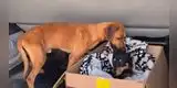 Perrito callejero intenta reanimar a su ‘amigo’ que acababa de ser atropellado [VIDEO]