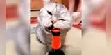 ¡Habilidoso! Gatito destapa una botella con los dientes y causa furor en las redes sociales [VIDEO]