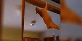 TikTok: Gato hace insólita acrobacia, pero todo termina muy mal [VIDEO]