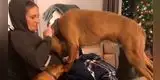 La tierna reacción de una perrita al darse cuenta que su dueña está embarazada [VIDEO]