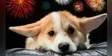 ¿Cómo proteger a tus mascotas de la pirotecnia?