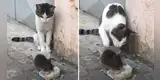 Gato encuentra a una rata devorando su comida e intenta ahuyentarlo, pero esta se defiende [VIDEO]