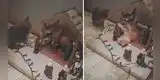 Joven llega del trabajo y descubre que sus gatos estaban destruyendo su nacimiento [VIDEO]