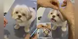 Perrita se roba corazones en TikTok con peculiar look para recibir la Navidad [VIDEO]