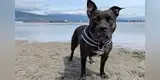 Perrita quiere ir a la playa con su dueña y esta protagoniza curioso berrinche para convencerla [VIDEO]