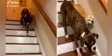 Perrito ciego no puede bajar las escaleras, pero su 'hermano' sube y lo ayuda [VIDEO]