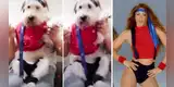 Perrita conquista TikTok con sus curiosos pasos de baile al ritmo de Girl like me de Shakira [VIDEO]