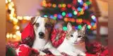 Mascotas: National Geographic lanza especial para cuidarlas de la pirotecnia